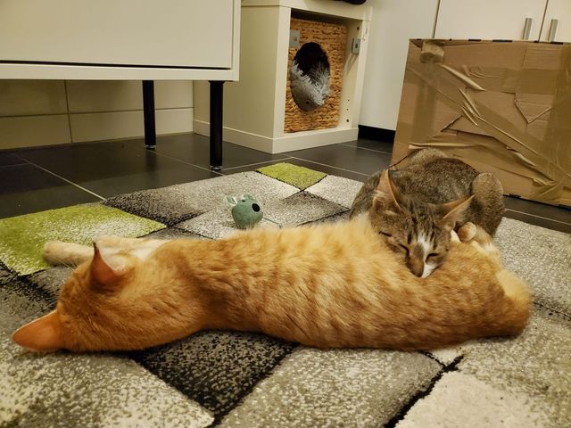 fellengel_monsun_martin_03