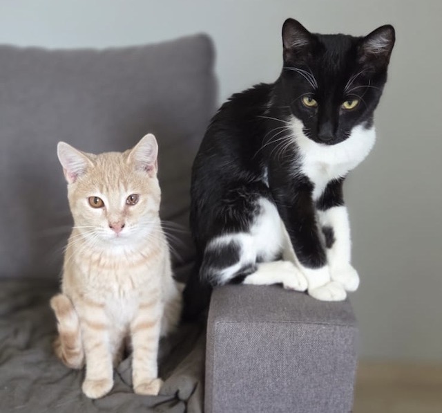 fellengel_pumukel_diesel