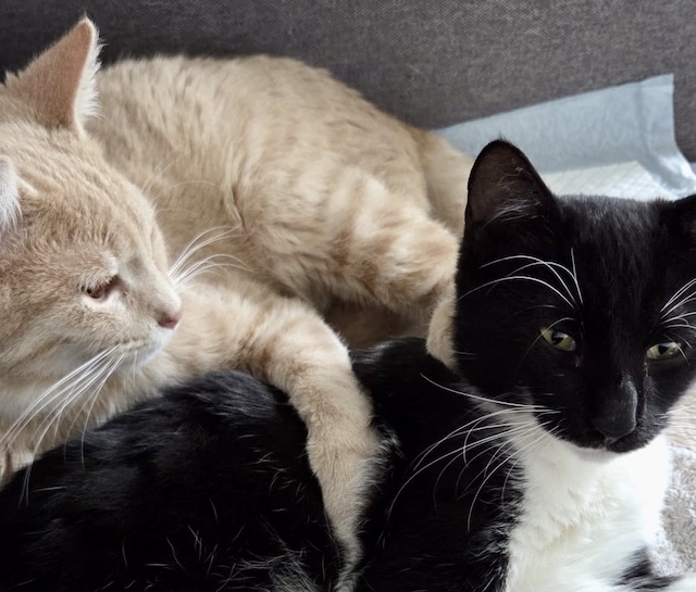 fellengel_pumukel_diesel_1