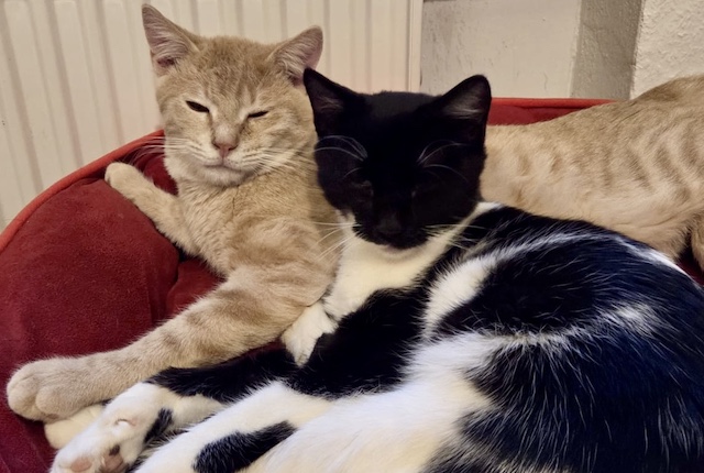 fellengel_pumukel_diesel_2