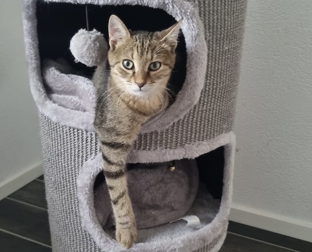 fellengel_tiku_taku_1