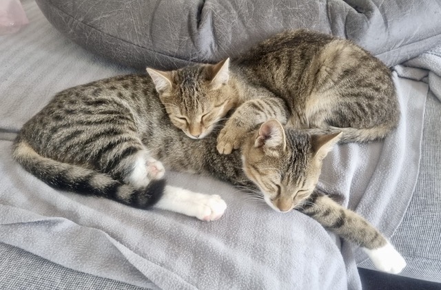 fellengel_tiku_taku_2