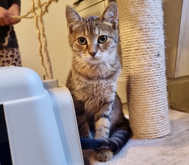 fellengel_tiku_taku_2