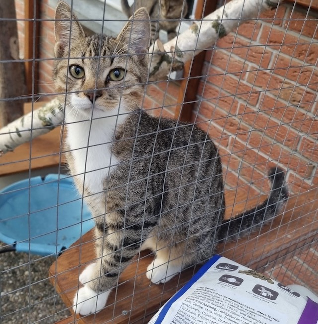 fellengel_tiku_taku_3