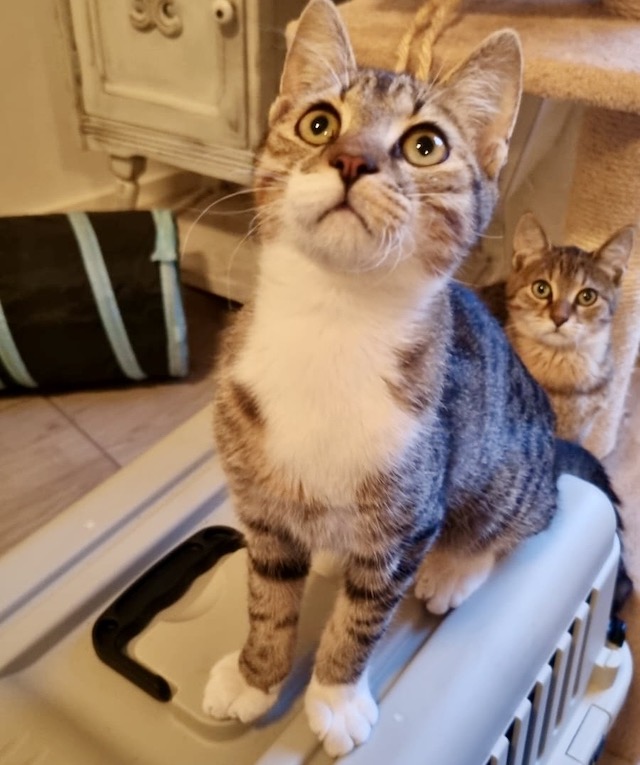 fellengel_tiku_taku_4