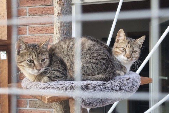 fellengel_tiku_taku_6