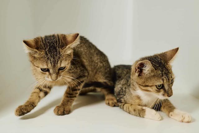 fellengel_tiku&taku_1