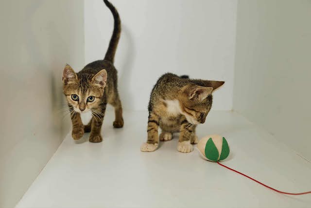 fellengel_tiku&taku_10