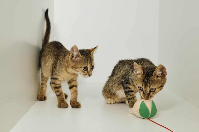 fellengel_tiku&taku_2