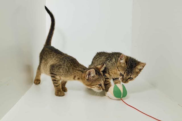 fellengel_tiku&taku_3