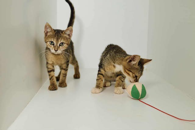 fellengel_tiku&taku_4