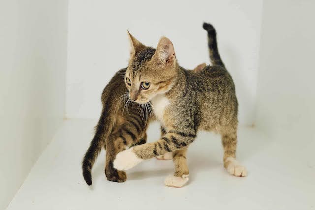 fellengel_tiku&taku_5