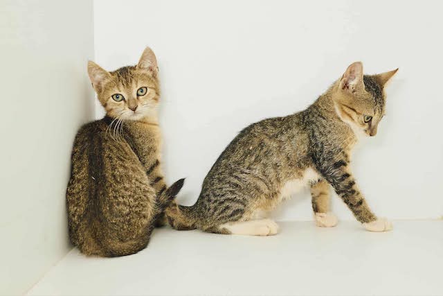 fellengel_tiku&taku_6