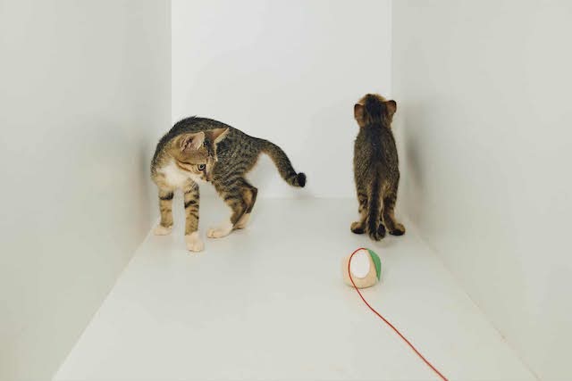 fellengel_tiku&taku_7