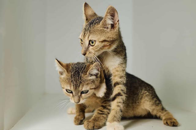 fellengel_tiku&taku_8