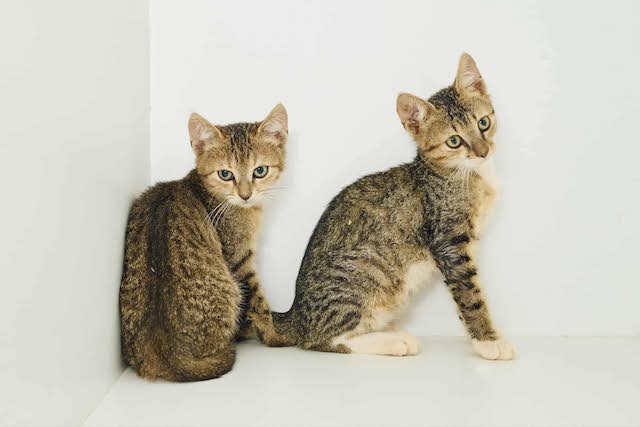 fellengel_tiku&taku_9