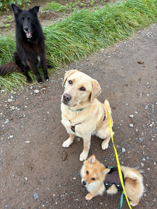 Fellengel_Foxy_16.34.48