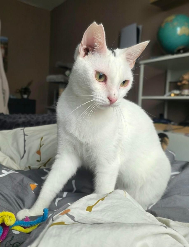 fellengel_Prada_19