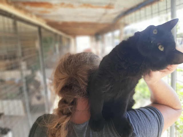 fellengel_blackberry_2