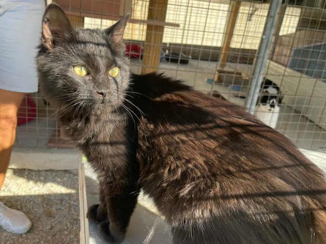 fellengel_blackberry_3