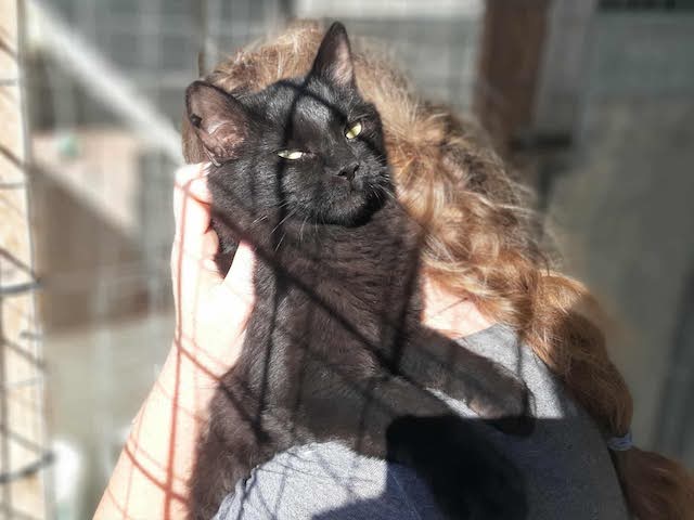 fellengel_blackberry_5