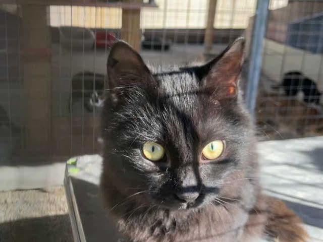 fellengel_blackberry_6