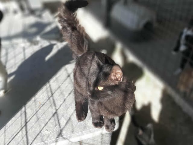 fellengel_blackberry_7