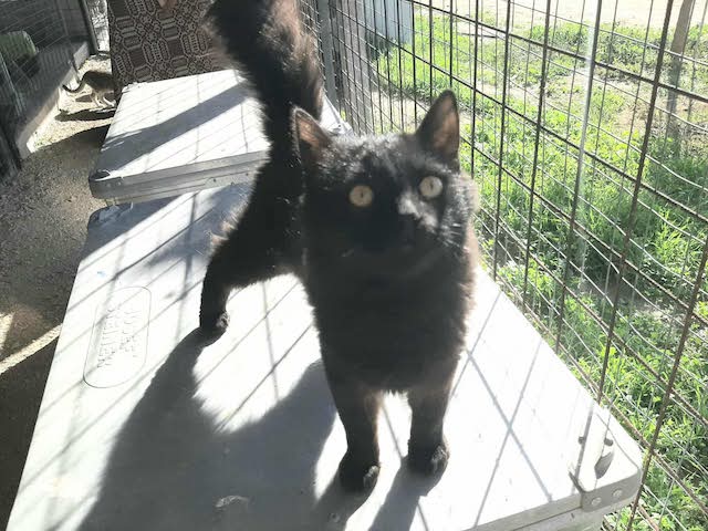 fellengel_blackberry_8