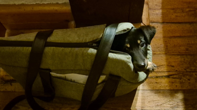 fellengel_constantin_1