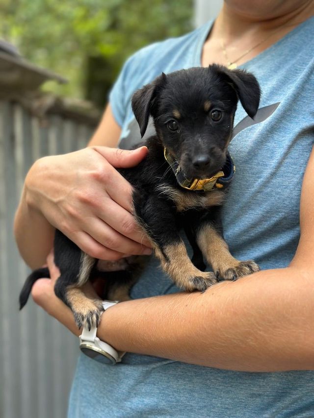 fellengel_constantin_1