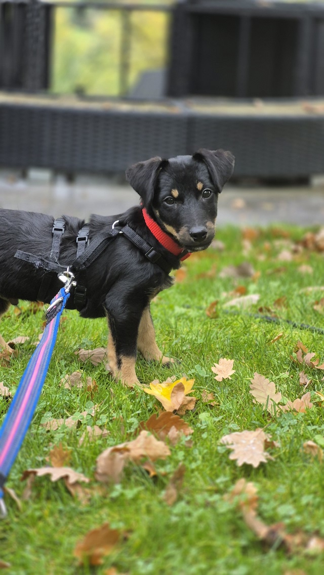 fellengel_constantin_1