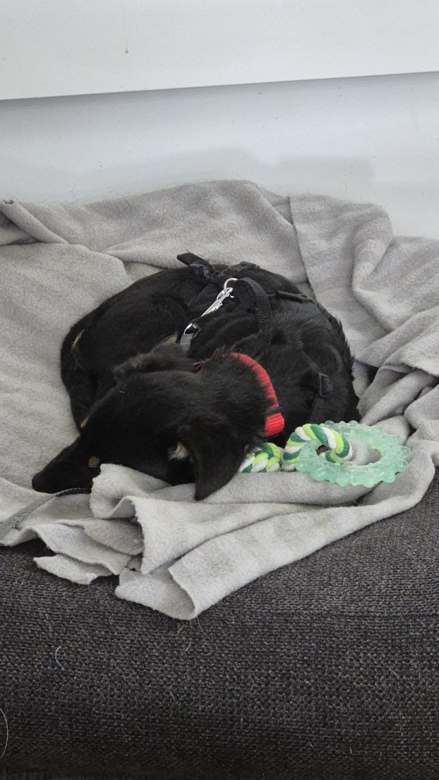 fellengel_constantin_10