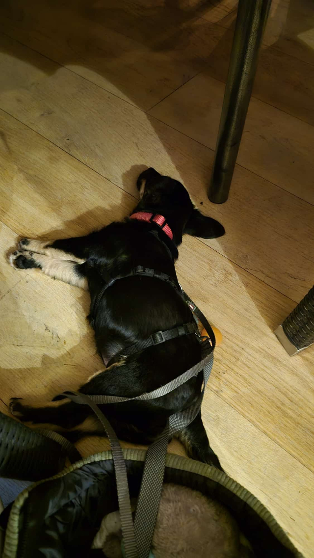 fellengel_constantin_2