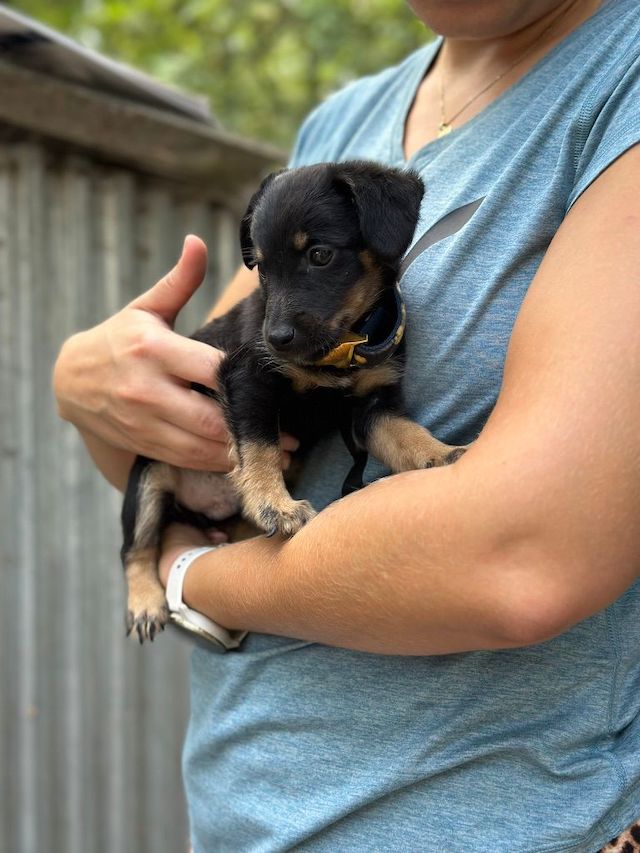 fellengel_constantin_2