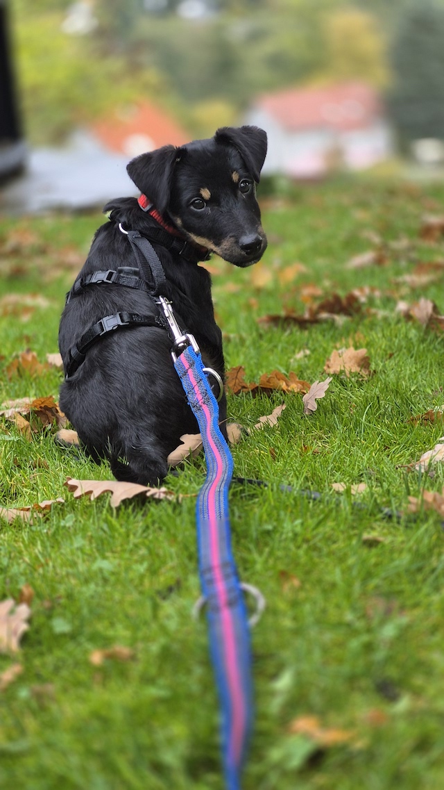 fellengel_constantin_2