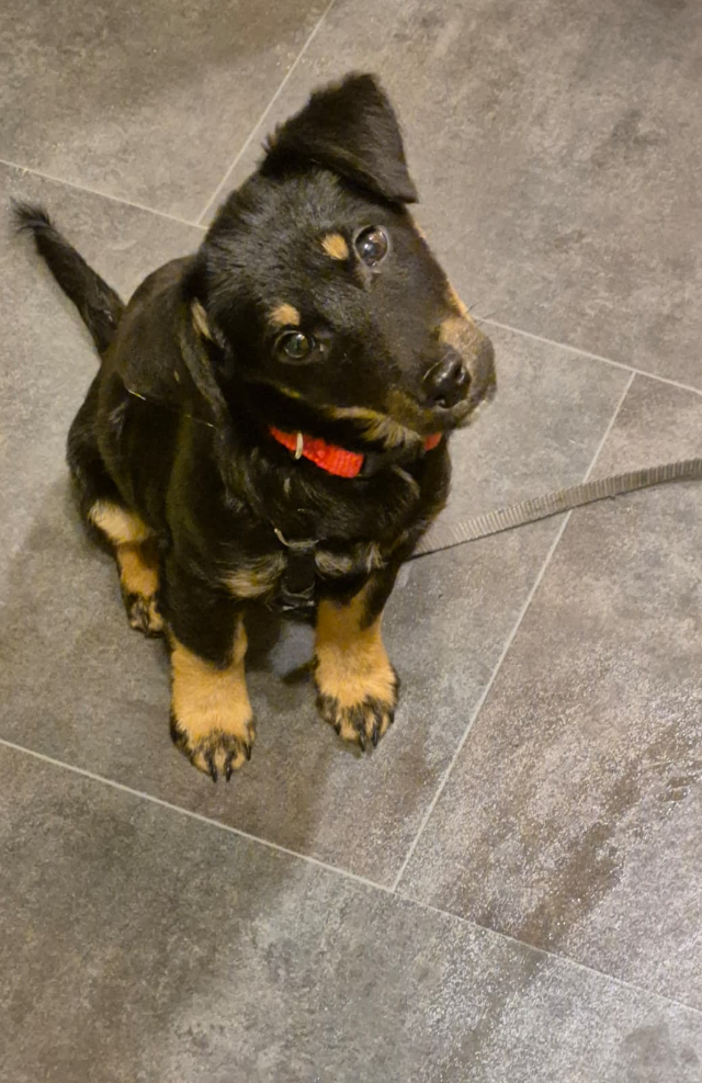 fellengel_constantin_3