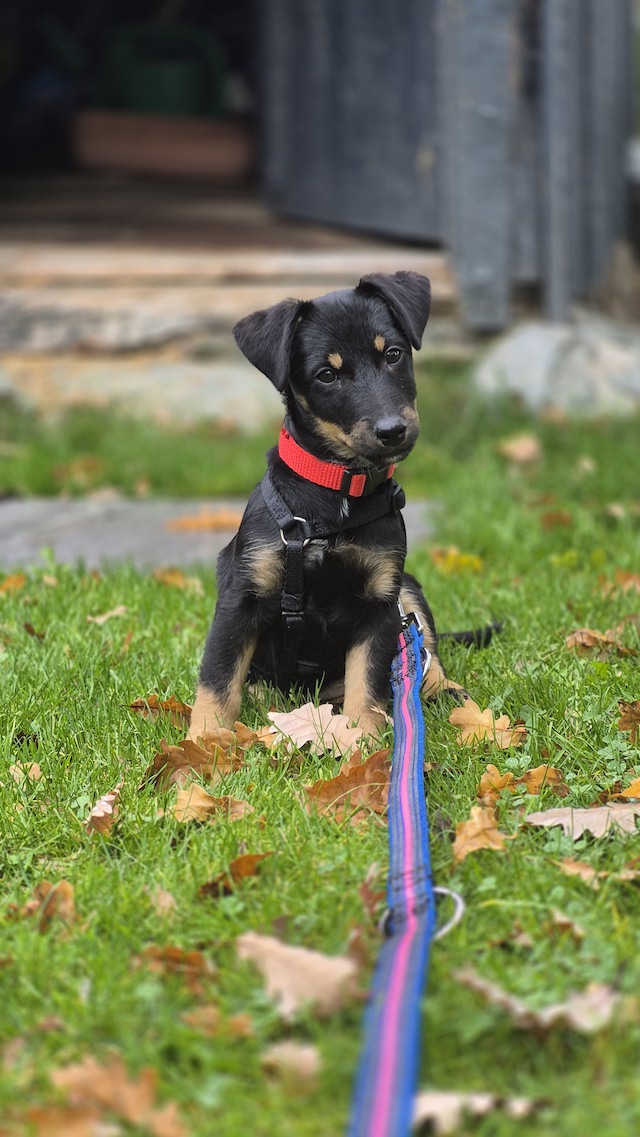 fellengel_constantin_4