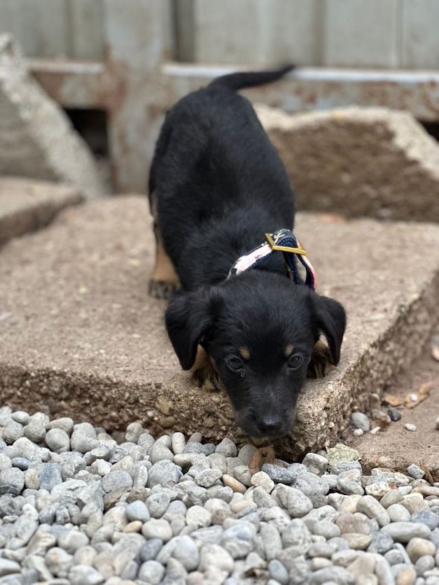 fellengel_constantin_5