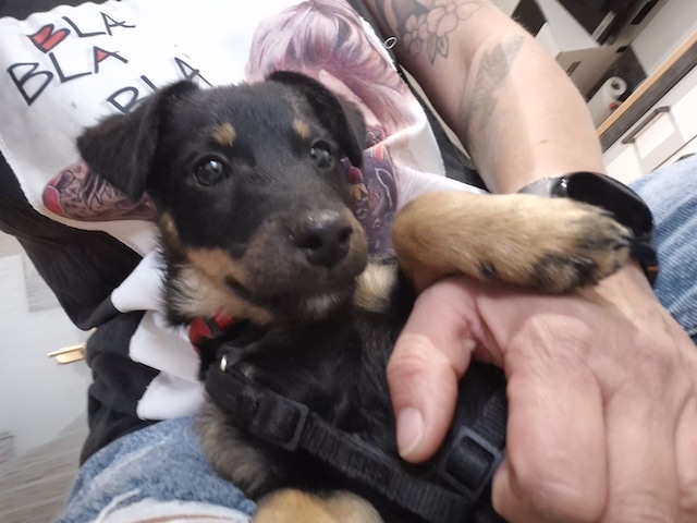 fellengel_constantin_5