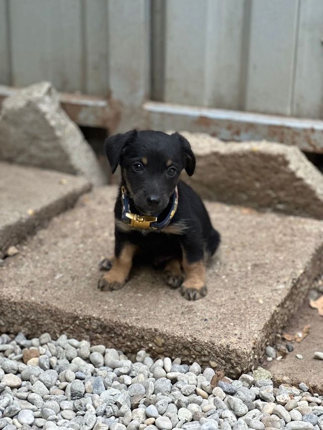 fellengel_constantin_6