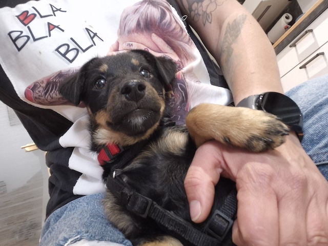 fellengel_constantin_6