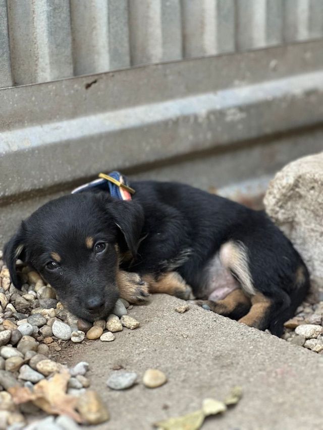 fellengel_constantin_7