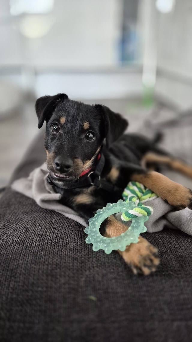 fellengel_constantin_7