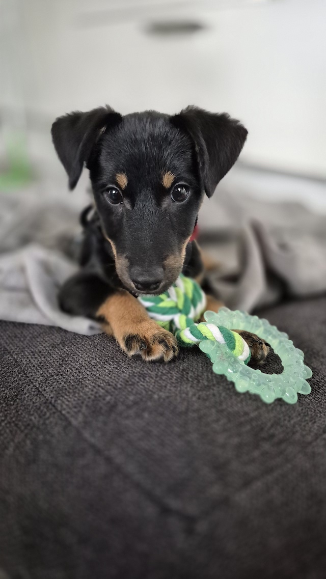 fellengel_constantin_8