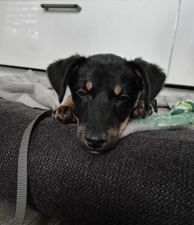 fellengel_constantin_9