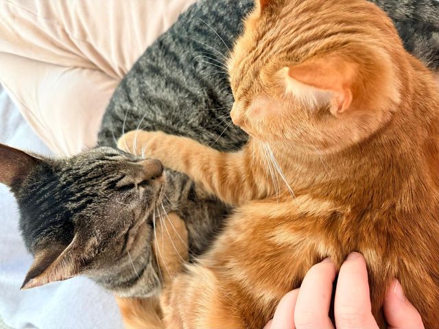 fellengel_duke_scotch