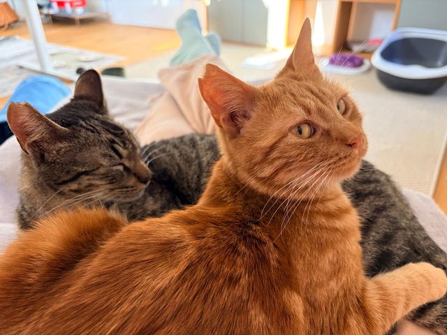 fellengel_duke_scotch_02