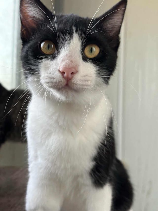 fellengel_freddie_1