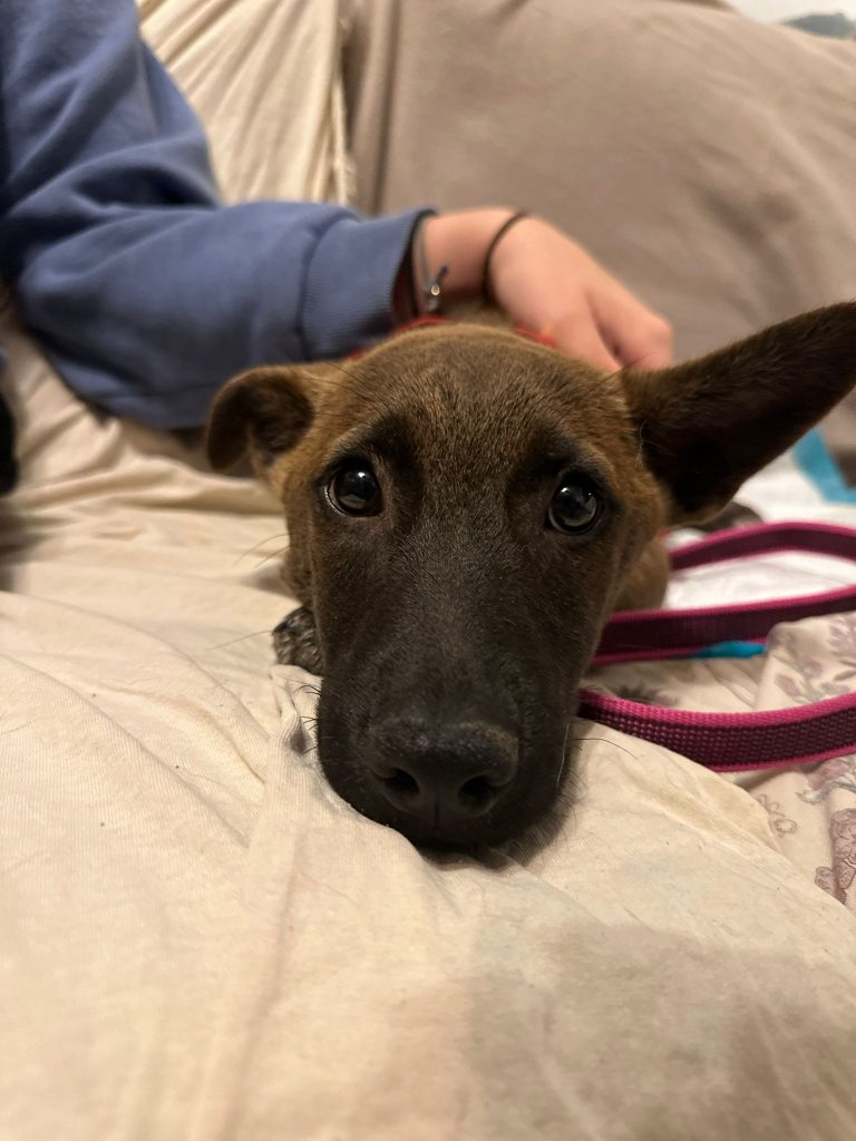 fellengel_giovanni_3