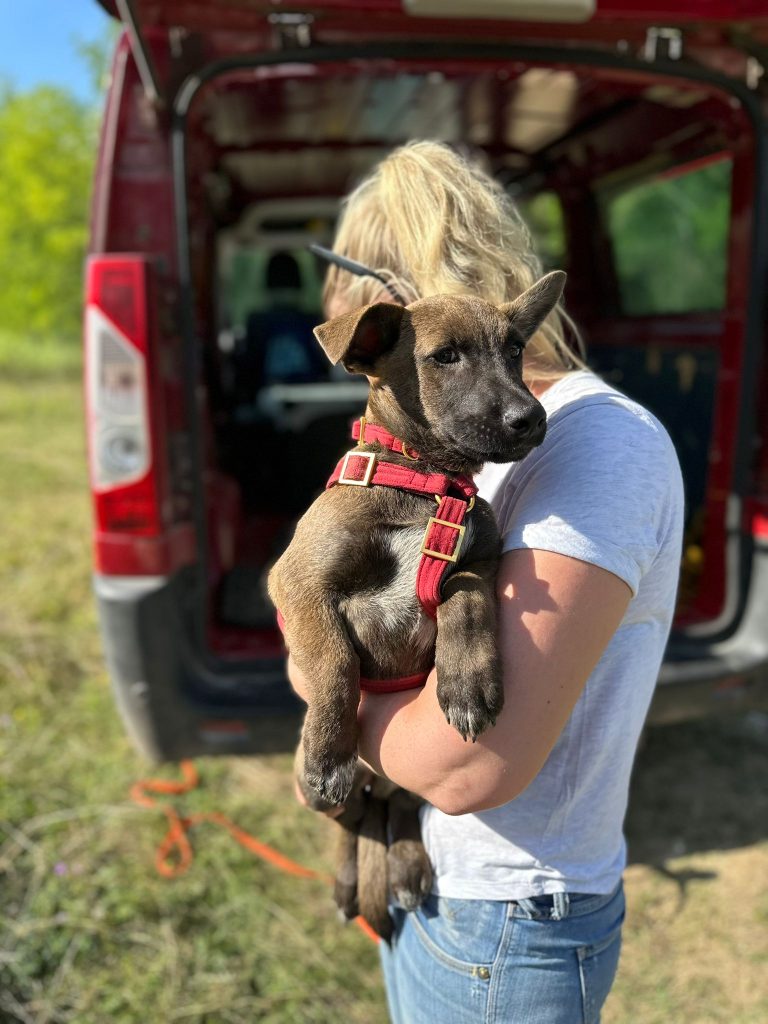 fellengel_giovanni_4